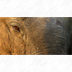 Tierpostkarte Elefant