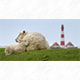 Tierpostkarte Schafe Leuchtturm