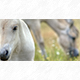Tierpostkarte Pferde