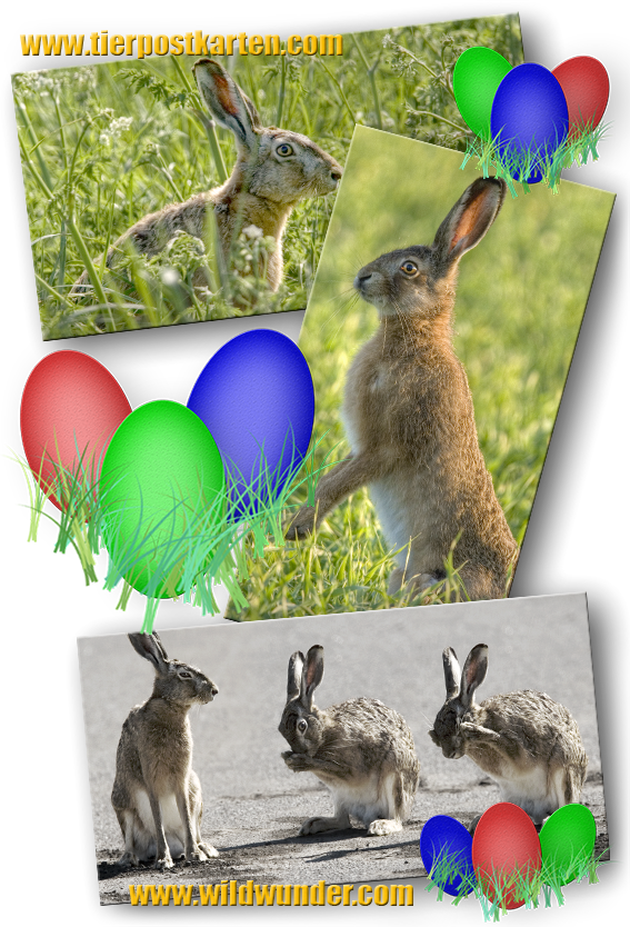 Tierpostkarten mit Hasen für Ostern - Osterhasen